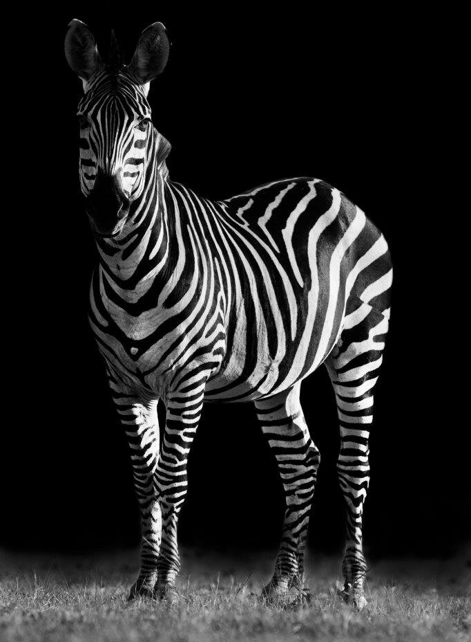 Zebra wallart goldleaflion GINVI artgallery rotterdam rotterdamart