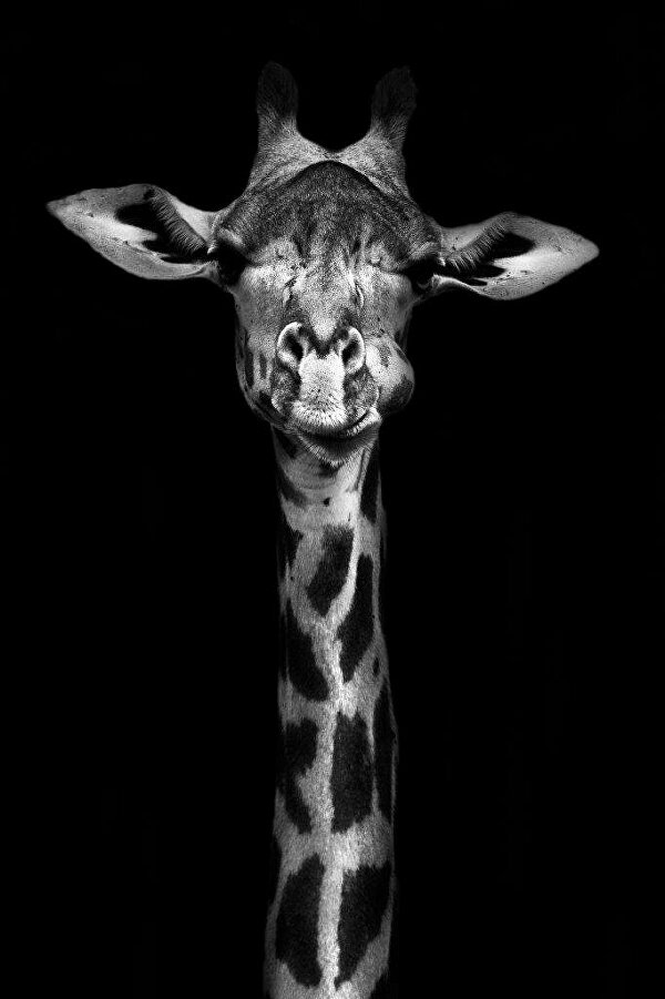 Giraffe wallart goldleaflion GINVI artgallery rotterdam rotterdamart