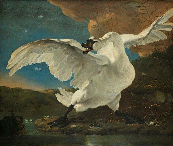 bedreigdezwaan zwaanschilderij zwaan swan ginvi ginviart artgallery Johandewit